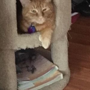 Meet your Posher, Joseph